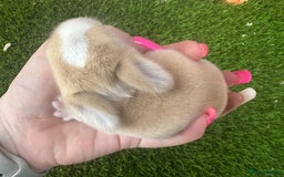 Mini Lop rabbits for sale: Stunning mini lops - Image 13