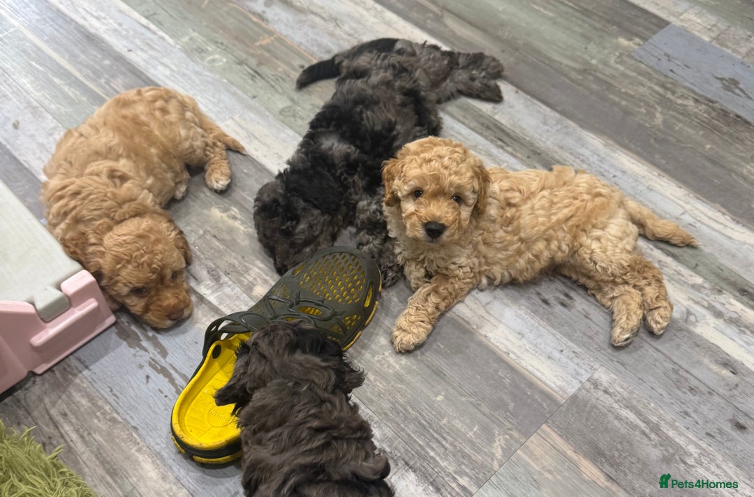 Cavapoochon dogs for sale: F1b Cavapoochon  - Image 31