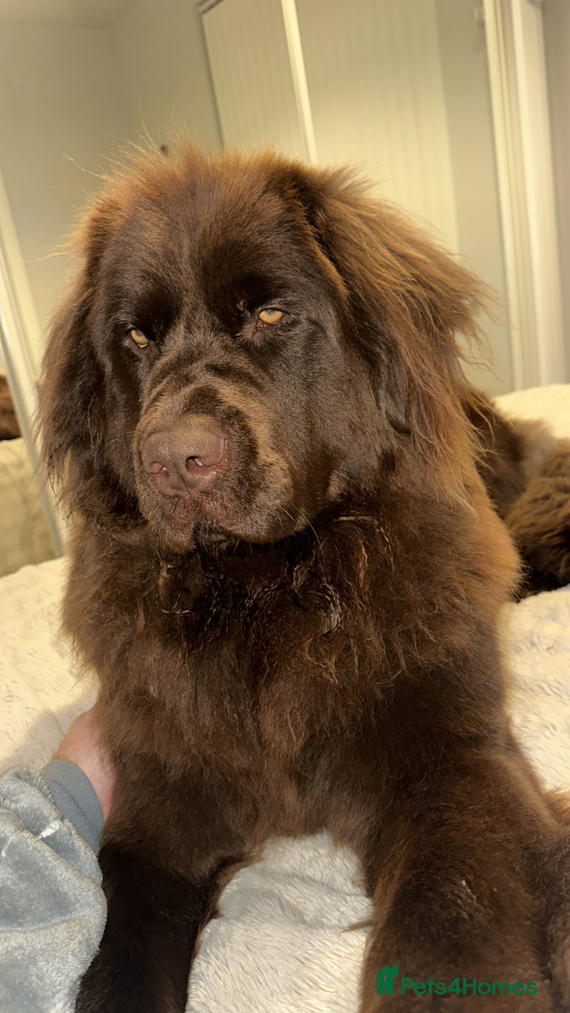 Newfoundland dogs for sale: Expected Newfoundland Pups Register Your Interest - Advert 8