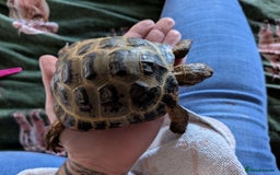 Tortoise reptiles for sale: Bonded pair of tortoises (male and female) - Image 3