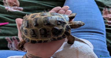 Tortoise reptiles - Advert 5