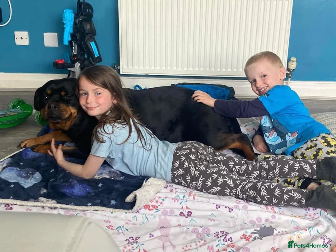 Rottweiler dogs for sale: Chunky Rottweiler puppies  - Advert 1