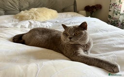 British Shorthair cats for sale: British shorthair male Bubu - Image 3