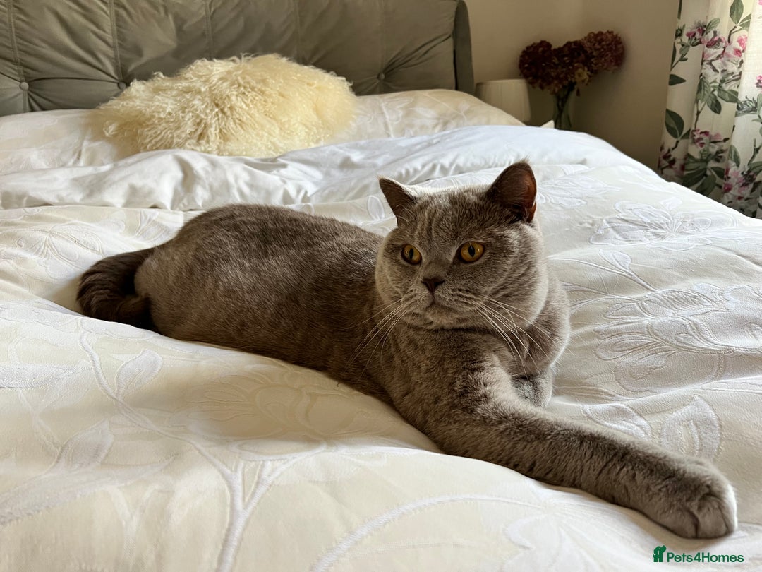 British Shorthair cats for sale: British shorthair male Bubu - Image 3
