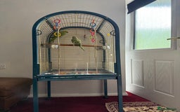 Parrots birds for sale: Male and Female parrots for Sale - Image 3