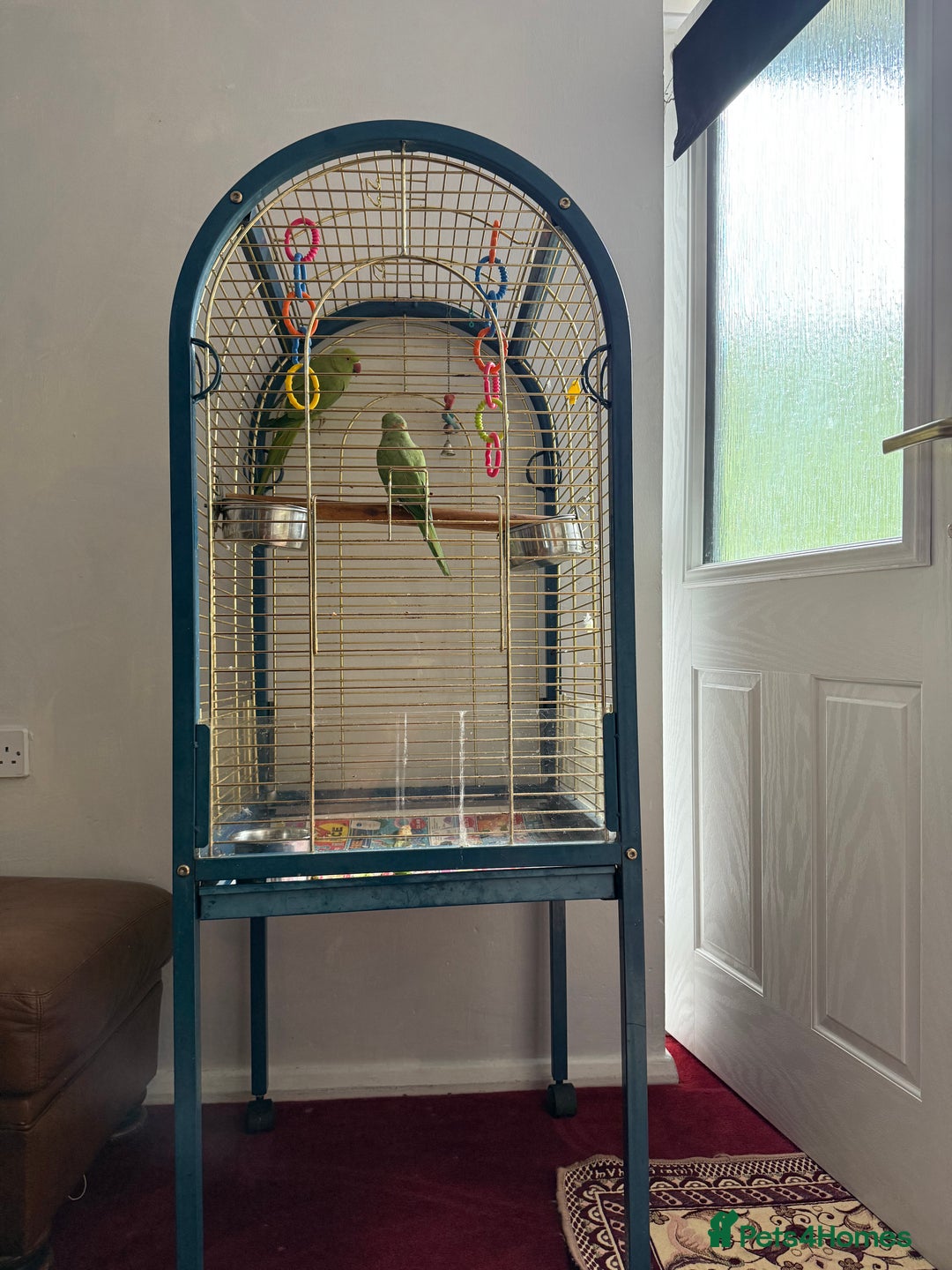 Parrots birds for sale: Male and Female parrots for Sale - Image 3