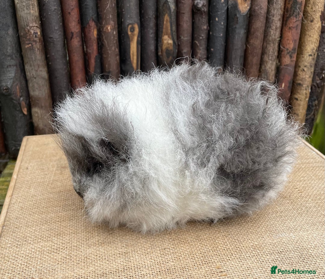 Guinea Pig rodents for sale: Beautiful baby Swiss sow - Advert 6