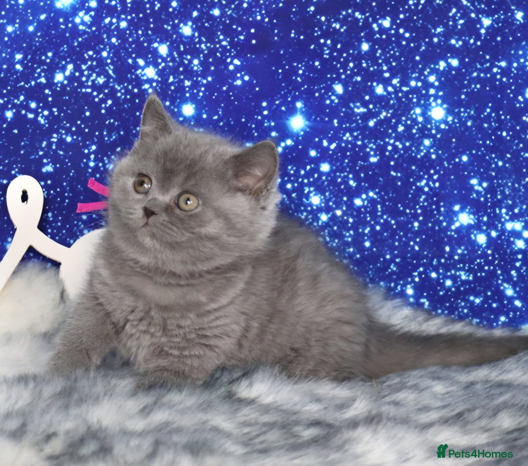 British Shorthair cats for sale: Tica registered British Shorthair kittens - Advert 3