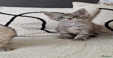 Maine Coon cats - Advert 9