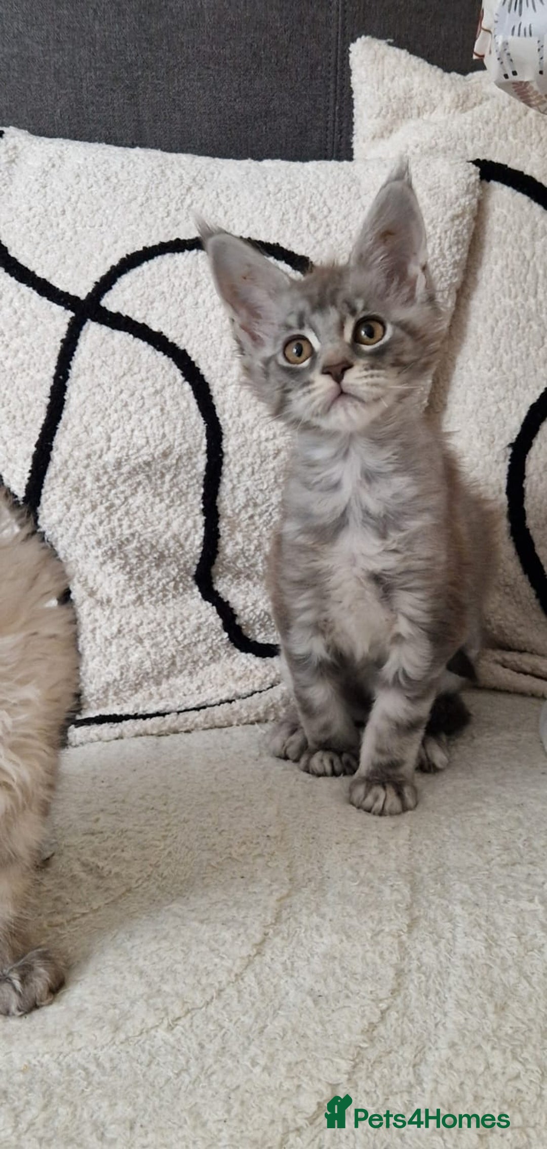 Maine Coon cats for sale: Beautiful GCCF Mainecoon kittens  - Image 3