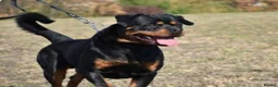 Rottweiler dogs for stud: BEAUTIFUL KC ROTTWEILER FOR STUD  - Advert 3