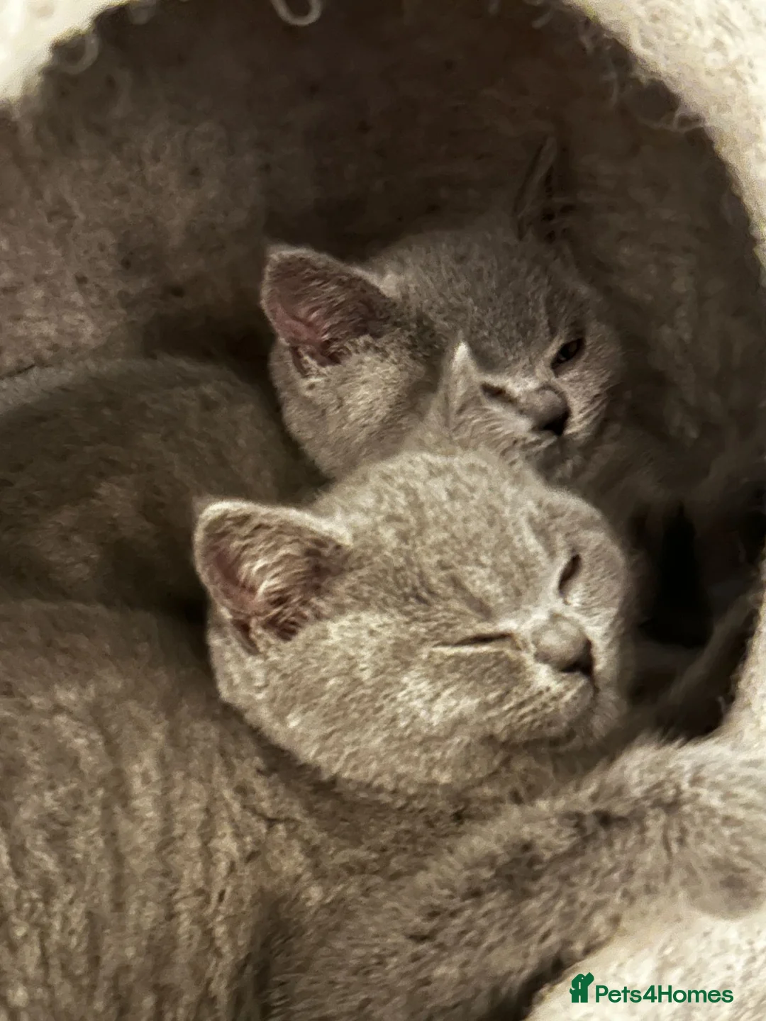 British Shorthair cats for stud: British Shorthair for stud service - Advert 11