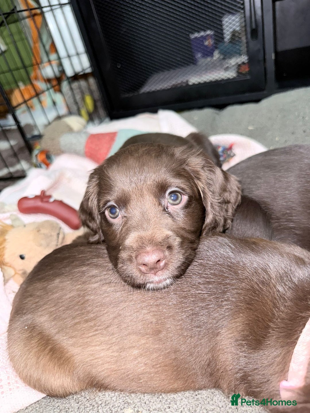 Sprocker dogs for sale: 4 LEFT Sprocker Spaniel Puppies EXCELLENT Breeding - Advert 26