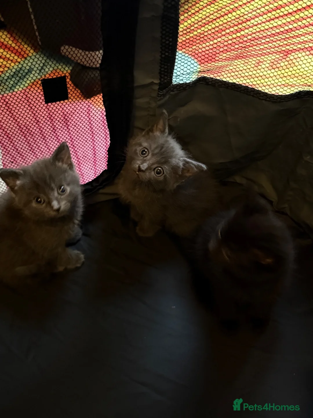 Domestic Shorthair cats for sale: Adorable 7-Week-Old Kittens Ready for Loving Home! in London - Advert 2