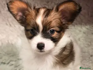 Papillon dogs ROYAL KENNEL CLUB registered, DNA tested perents - Advert 2