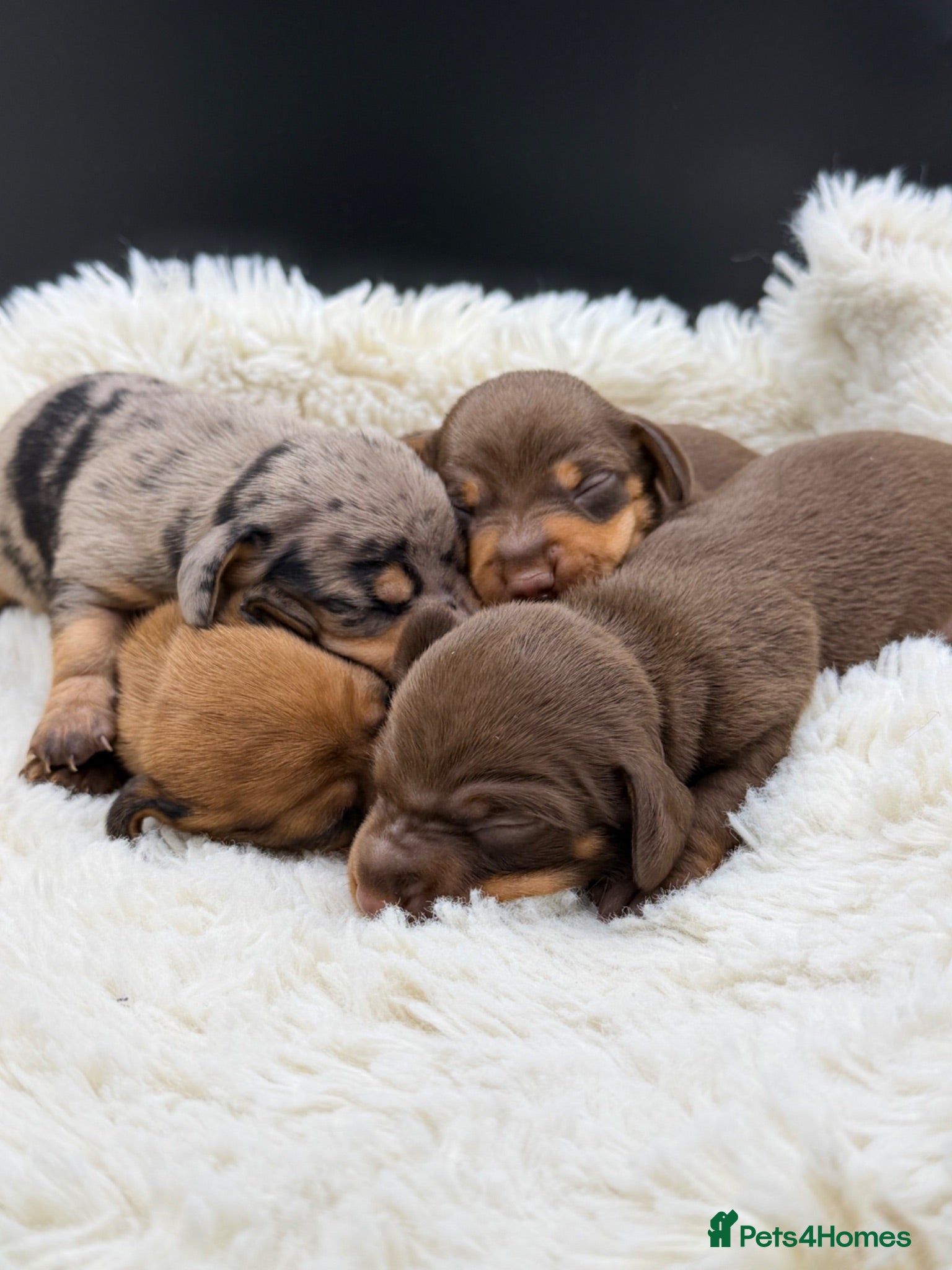 Miniature Dachshund dogs KC Champion Lines Miniature Dachshunds  - Advert 1