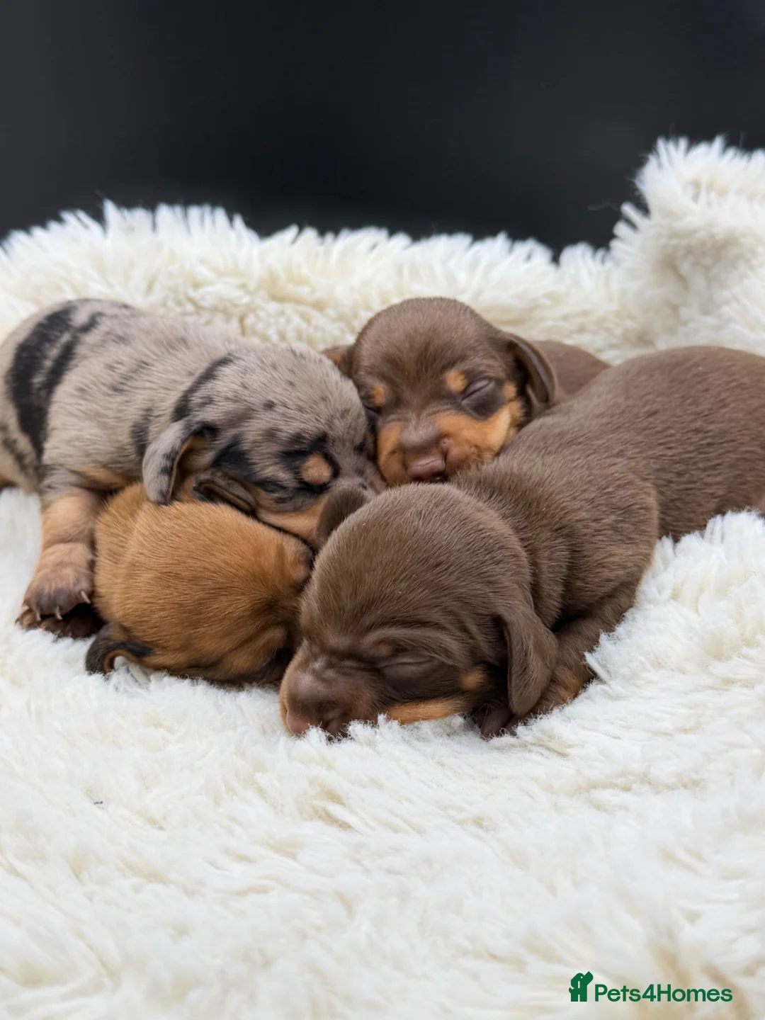 Miniature Dachshund dogs for sale: KC Champion Lines Miniature Dachshunds  - Advert 1