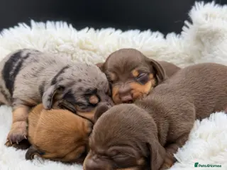 Miniature Dachshund dogs for sale: KC PRA Clear Champion Line Dapple Mini Dachshunds - Advert 1