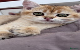 British Shorthair cats for sale: BSH GCCF Girl and Boy NY 12 GOLDEN BLACK SHEDDED  in Basildon - Image 4