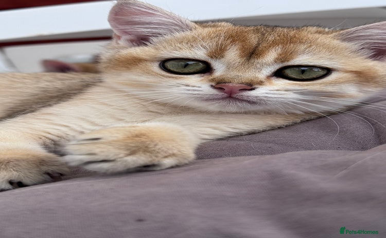 British Shorthair cats in Basildon - Advert 15