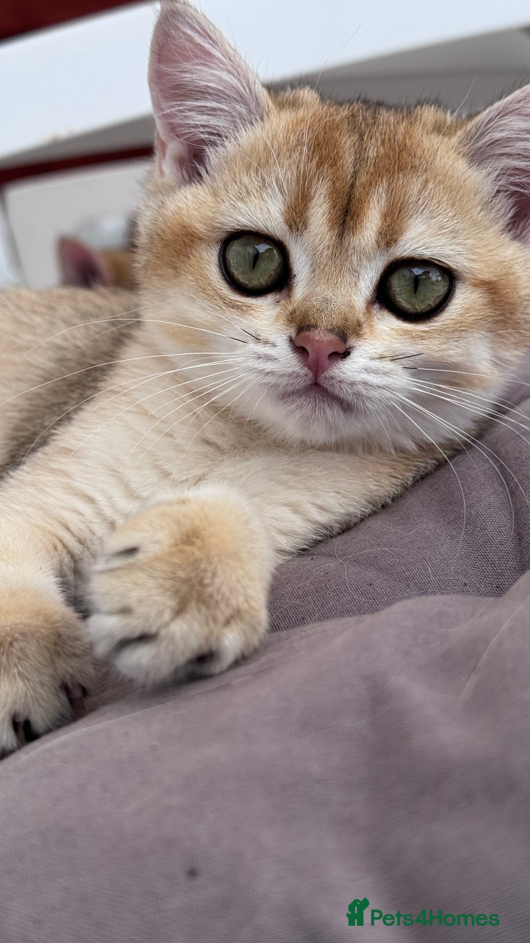 British Shorthair cats for sale: BSH GCCF Girl and Boy NY 12 GOLDEN BLACK SHEDDED  in Basildon - Image 4