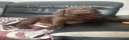 Labrador Retriever dogs for sale: Beautiful Labrador Retriever Puppies for Sale - Advert 6