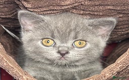 British Shorthair cats for sale: Blue & Fawn Boys & Girls - Image 2