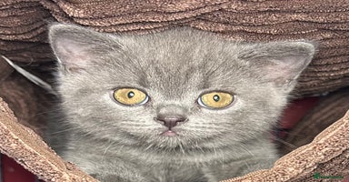British Shorthair cats - Advert 11
