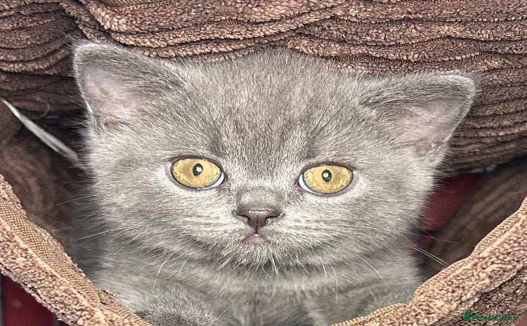 British Shorthair cats - Advert 1