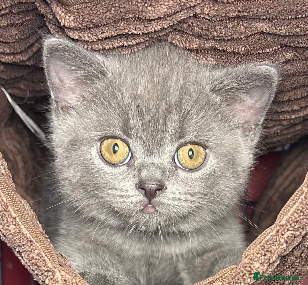 British Shorthair cats for sale: Blue & Fawn Boys & Girls - Image 2