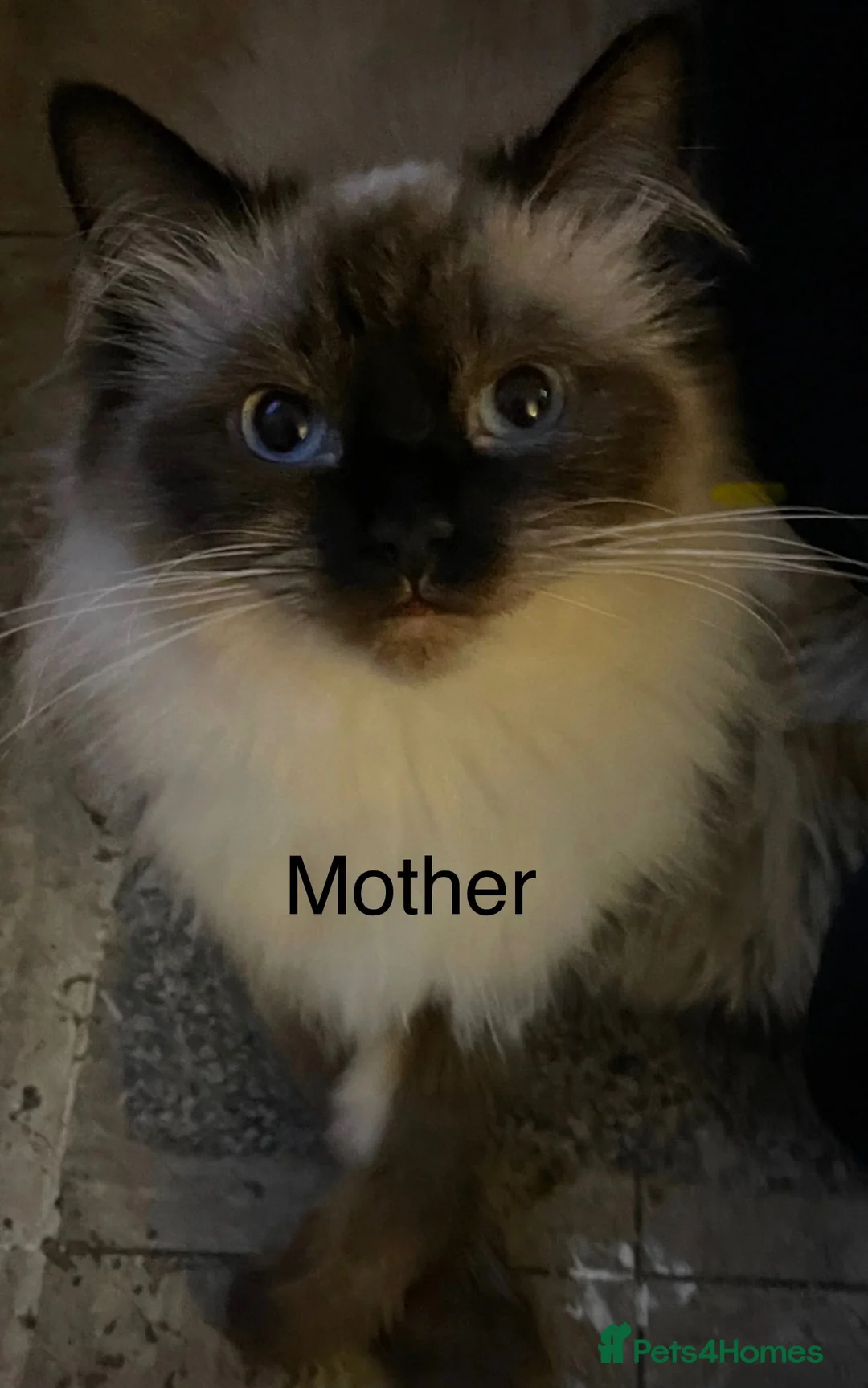 Ragdoll cats for sale: £400.Full pedigree Ragdoll kittens for sale.  - Advert 2