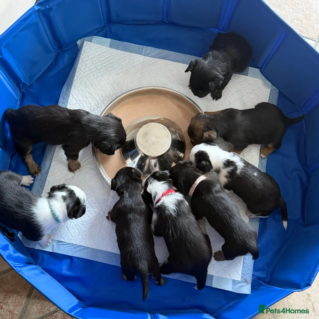 Mixed Breed dogs for sale: Fluffy French puppie in Staines - Advert 14