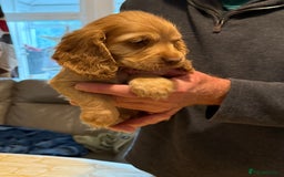 Cocker Spaniel dogs for sale: Cocker spaniel puppies-show type - Image 9