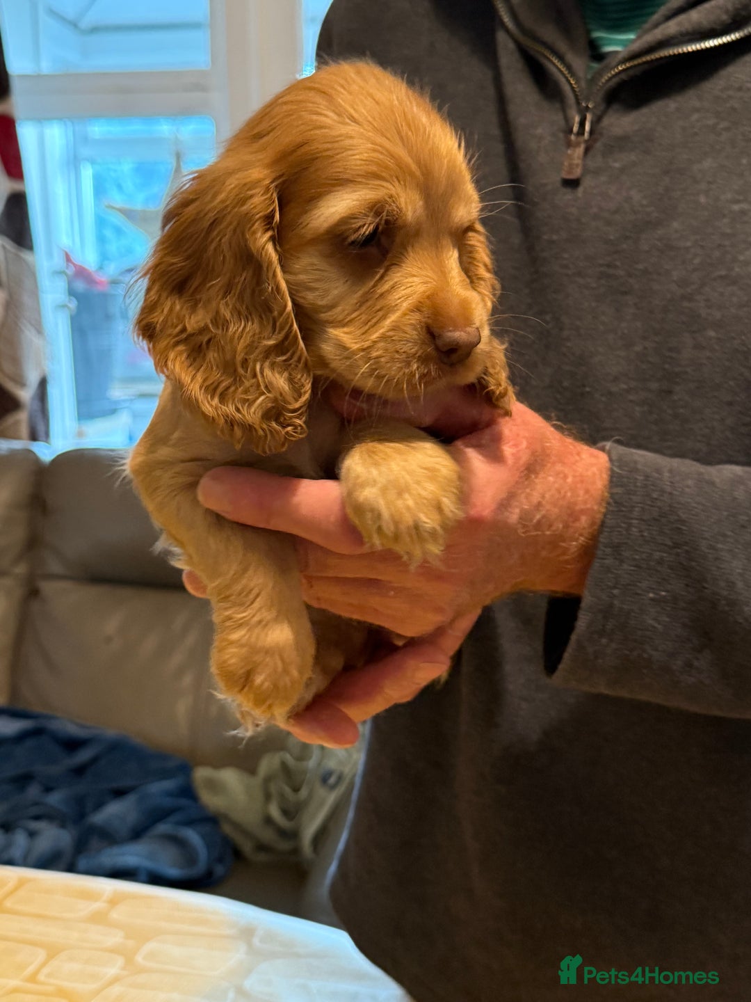 Cocker Spaniel dogs for sale: Cocker spaniel puppies-show type - Image 9