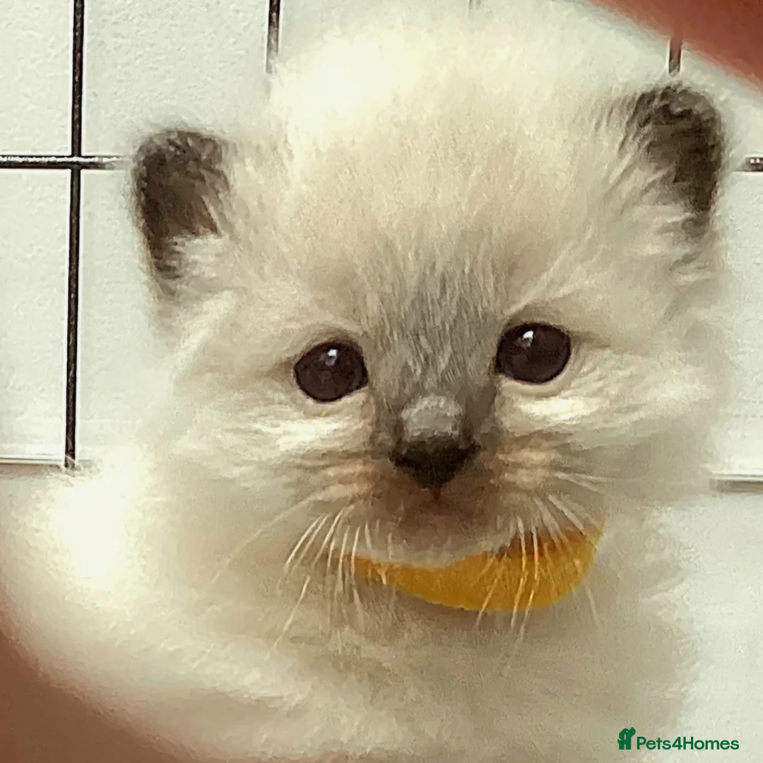 Ragdoll cats for stud: Blue Point Champion Line GCCF Registered Stud in Maidstone - Advert 19