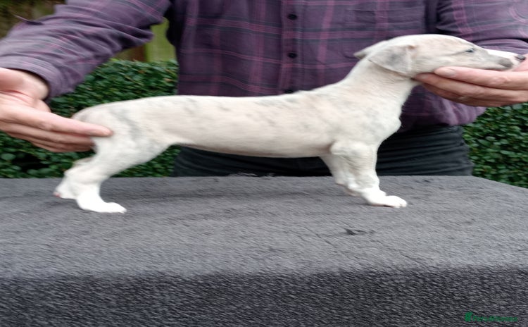 Whippet dogs - Advert 7