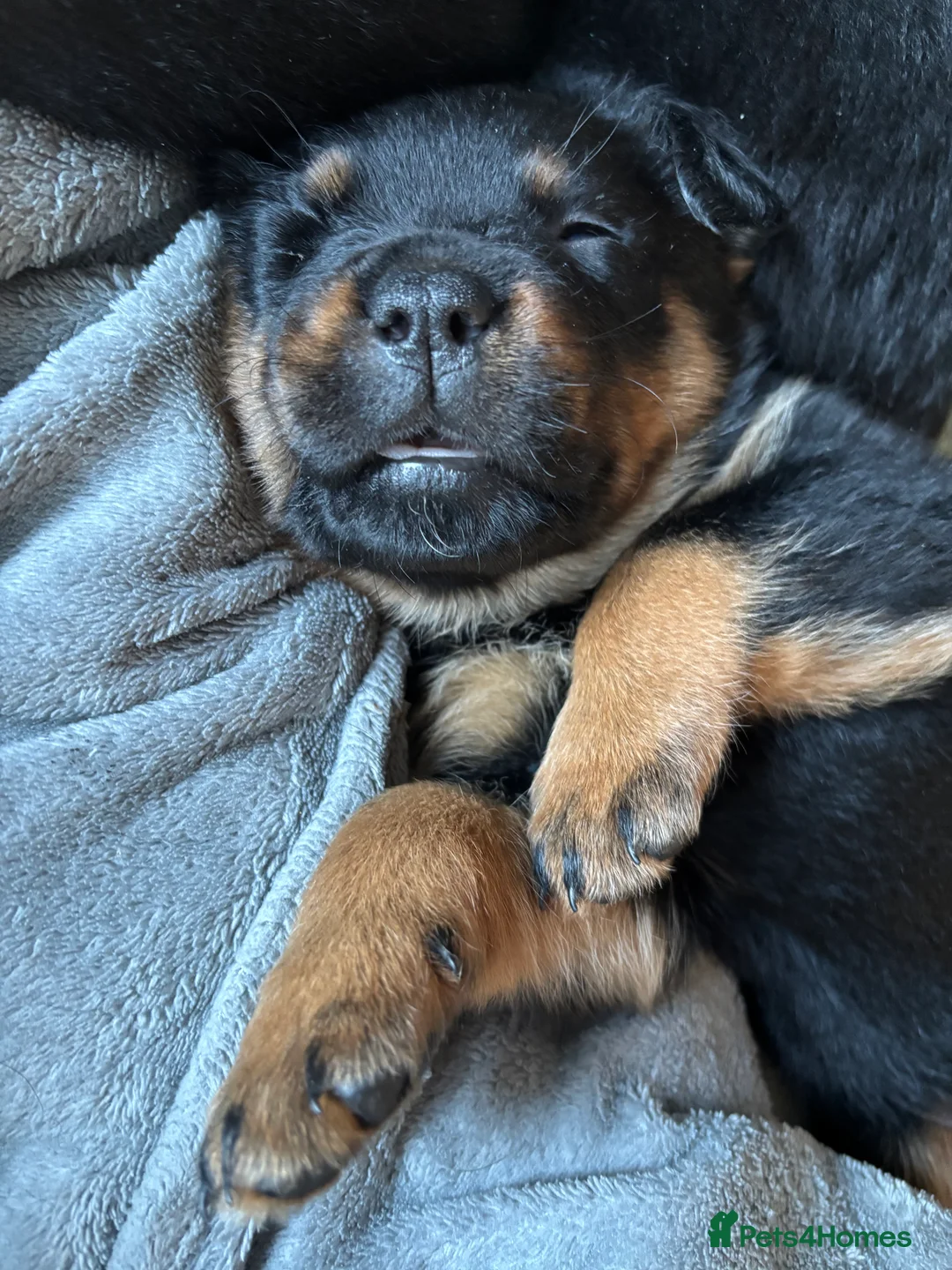 Rottweiler dogs for sale: *** Pedigree Rottweiler puppies ready in 2 wks*** - Advert 31