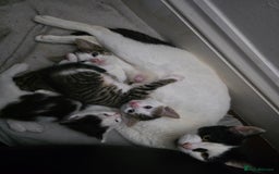 Mixed Breed cats for sale: Kittens ready to leave now - Image 1