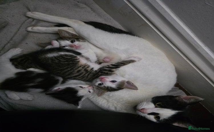 Mixed Breed cats - Advert 8