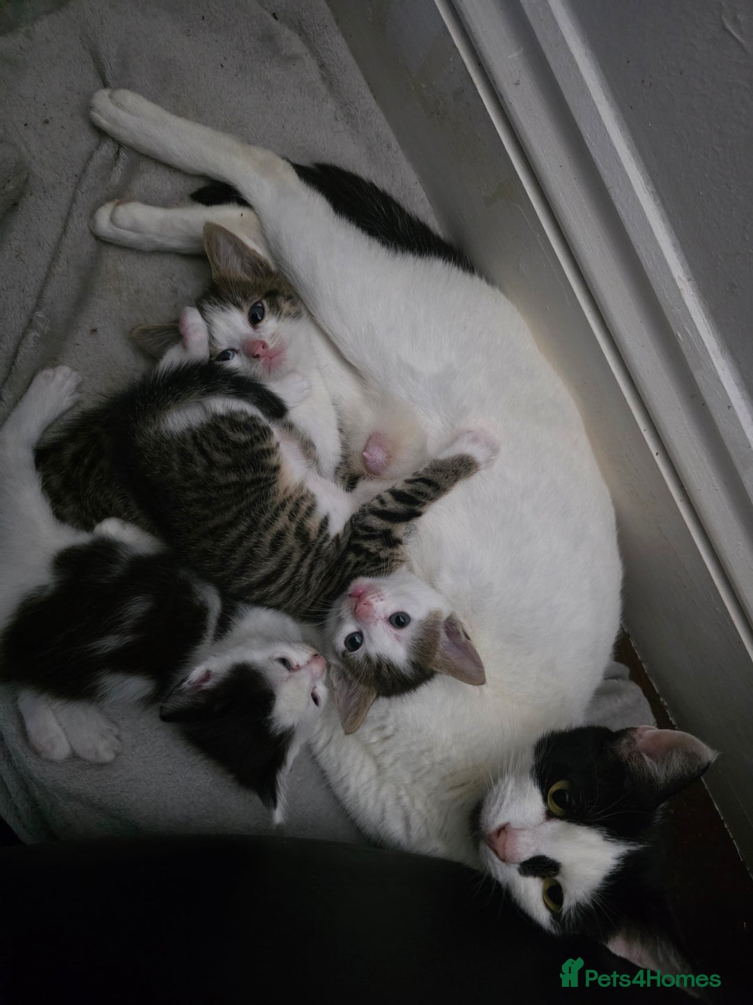 Mixed Breed cats for sale: Kittens ready to leave now - Image 1