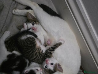 Mixed Breed cats - Advert 10