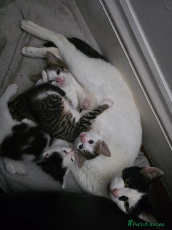 Mixed Breed cats - Advert 8