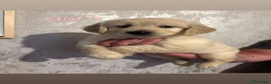 Goldendoodle Puppy girl 3 