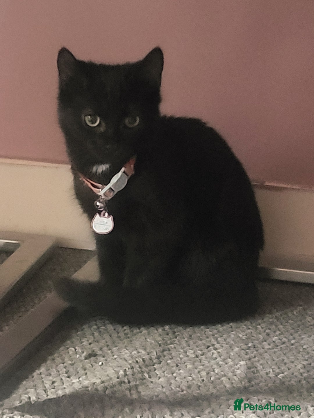 Mixed Breed cats for sale: Lilly needs new home asap - Image 6