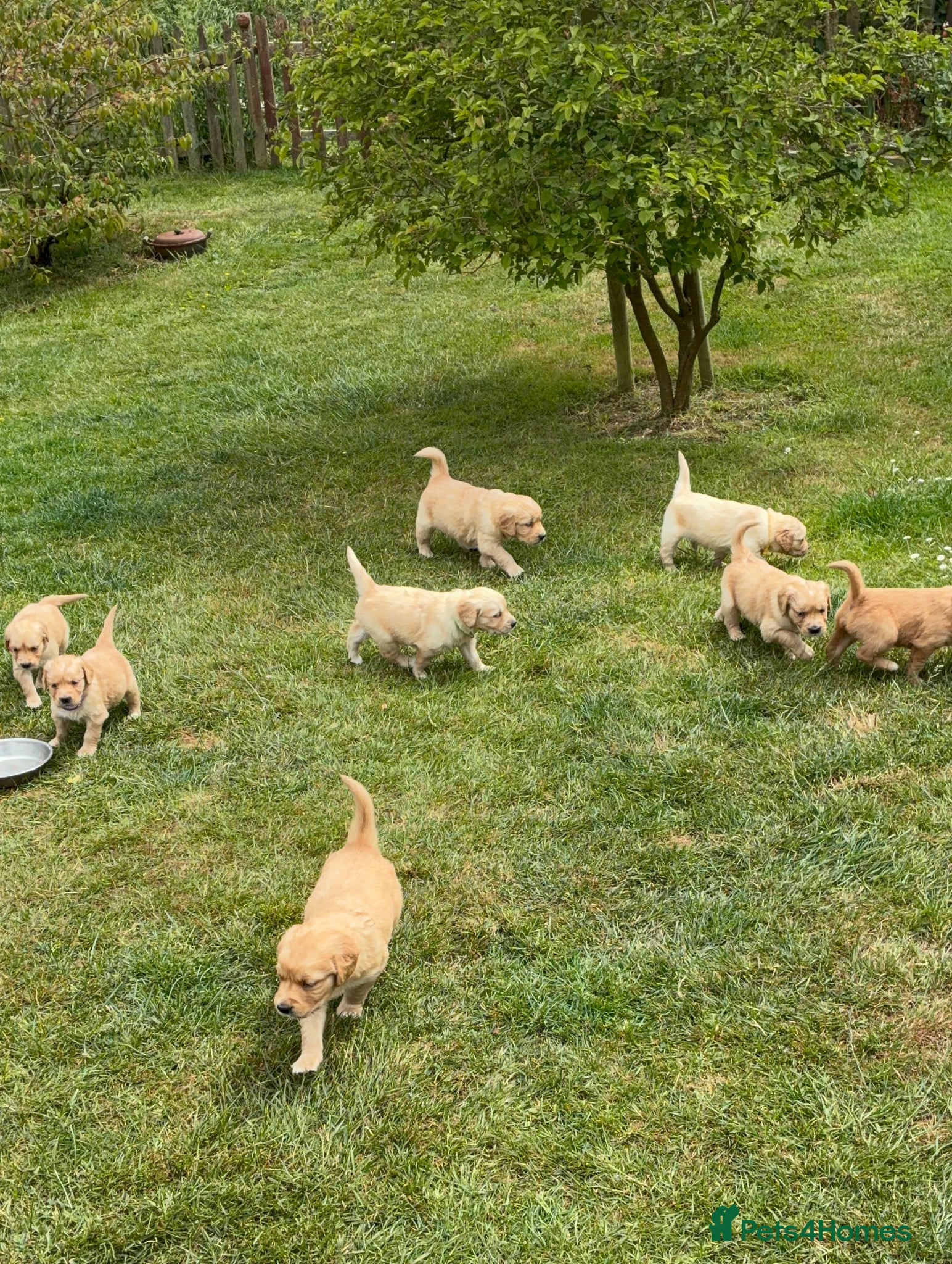 Golden Retriever dogs Stunning kc golden retriever puppies 🐶  - Advert 2