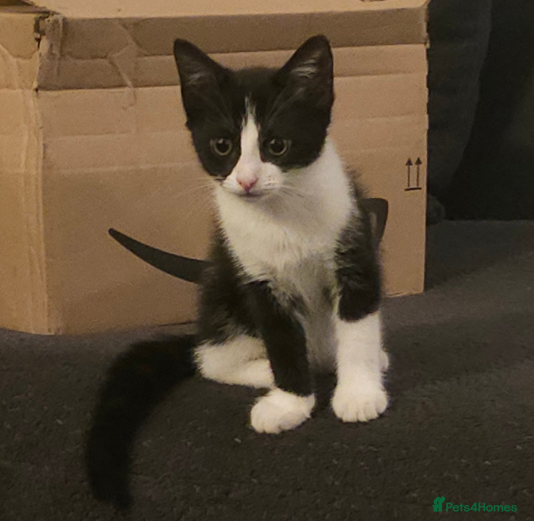 Mixed Breed cats Kitten for sale  - Advert 1