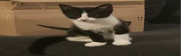 Mixed Breed cats for sale: Kitten for sale  - Advert 1
