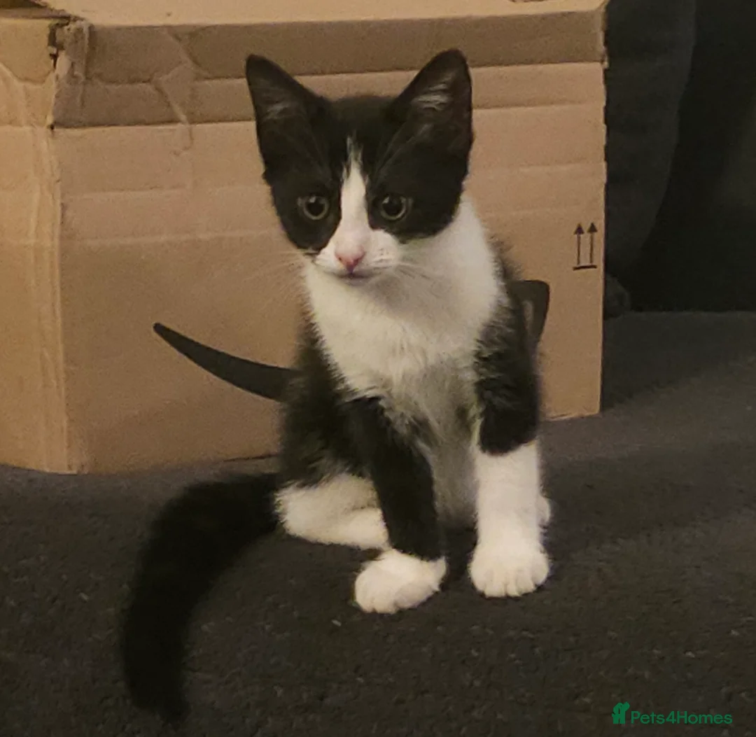 Mixed Breed cats for sale: Kitten for sale  - Advert 1
