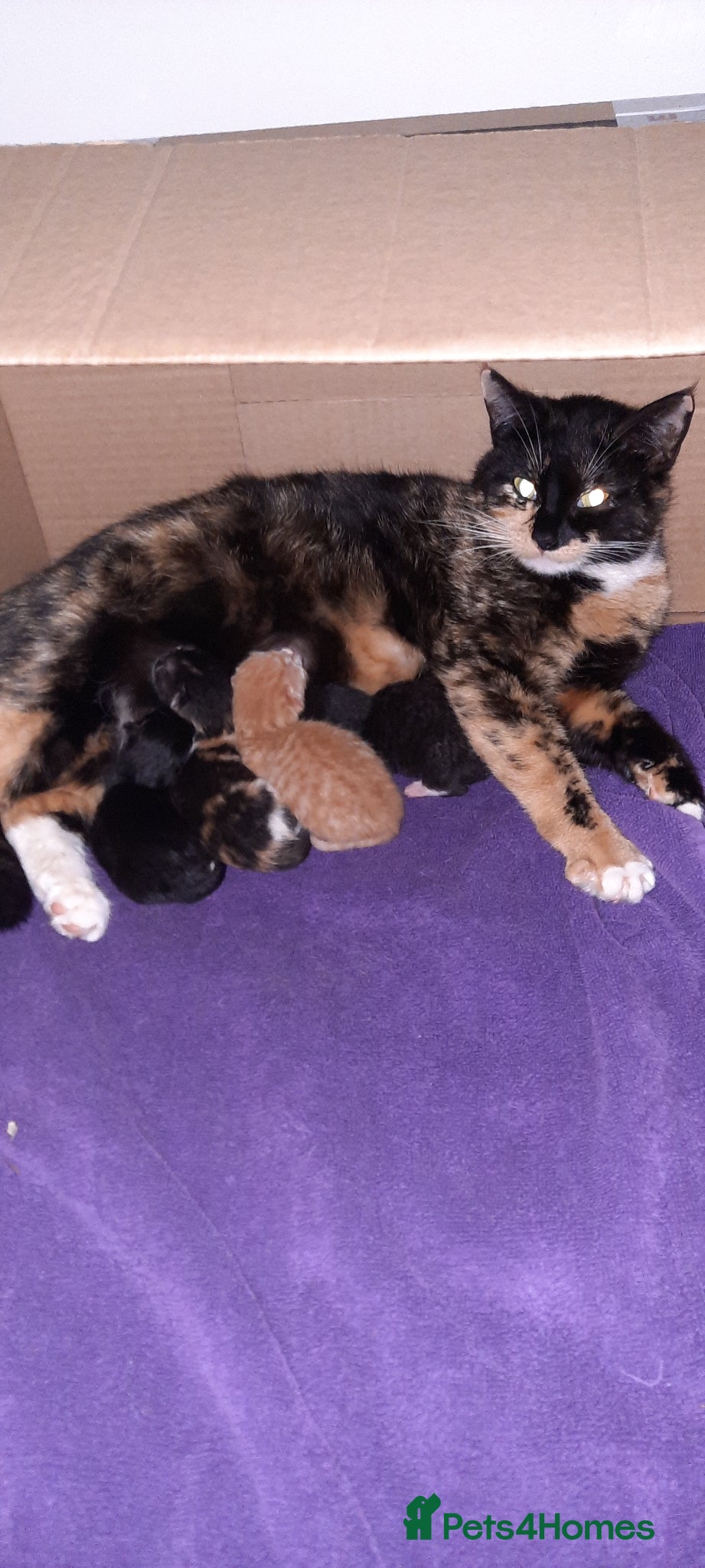 Mixed Breed cats 4 female kittens  - Advert 3