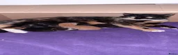 Mixed Breed cats for sale: 4 female kittens  in Corby - Advert 1